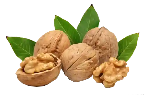 نهال گردو