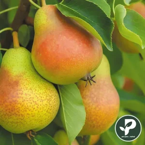 گلابی ویلیام دوشس مخصوص صادرات تجاری