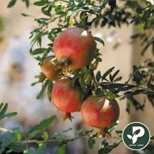 خرید نهال انار پایه کوتاه