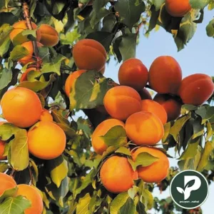 خرید نهال زردآلو پرتقالی