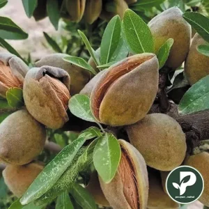 خرید نهال بادام کاغذی