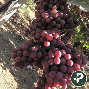 خرید نهال انگور کریسمون سیدلس