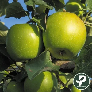 خرید نهال سیب گرنی اسمیت