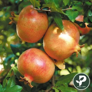 خرید نهال انار گرین گلوب