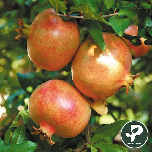 خرید نهال انار گرین گلوب