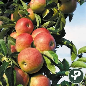 خرید نهال سیب گلاب