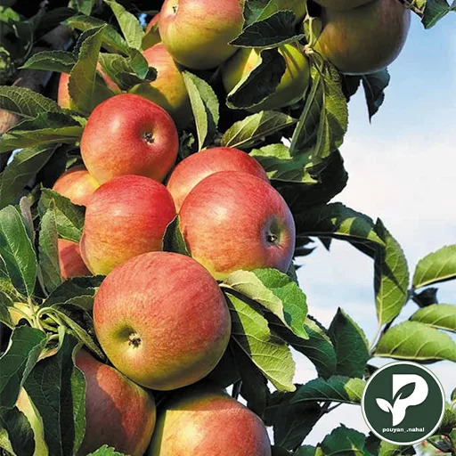 خرید نهال سیب گلاب