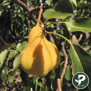 گلابی بیروتی پایه پیرودراف پیوندی