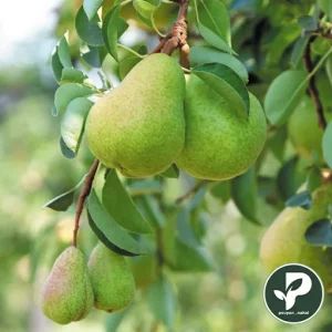 گلابی جنگلی مخصوص مناطق سردسیر