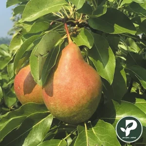 نهال گلابی درگزی پیوندی شناسه دار