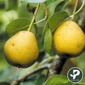 گلابی دوچی اصلاح شده صادراتی