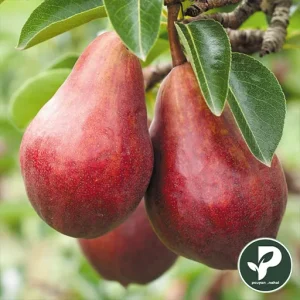 نهال گلابی رد آنجو پایه رویشی پیوندی