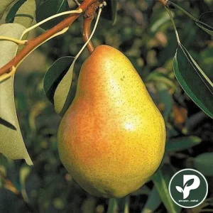 نهال گلابی سانتاماریا رقم لاکچری صادراتی