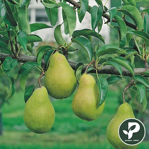 خرید نهال گلابی سردرودی