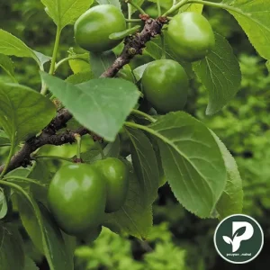 گوجه سبز سردرودی باردهی بالا