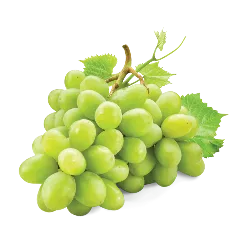 نهال انگور