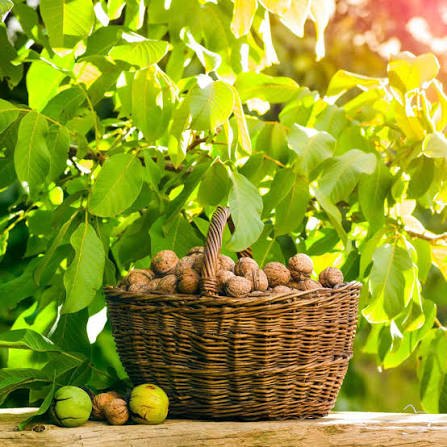 آموزش راهنمای جامع احداث باغ گردو تجاری